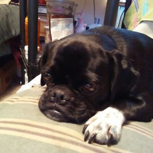 Meet your Posher, David